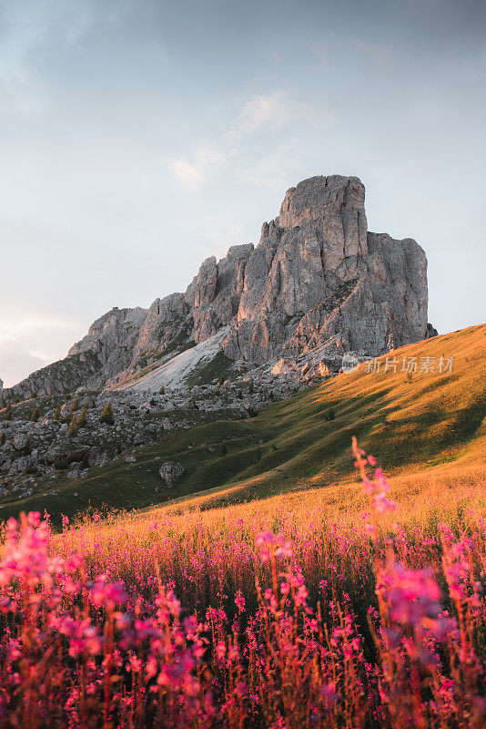 花在Passo Giau, Dolomites，意大利阿尔卑斯山，意大利